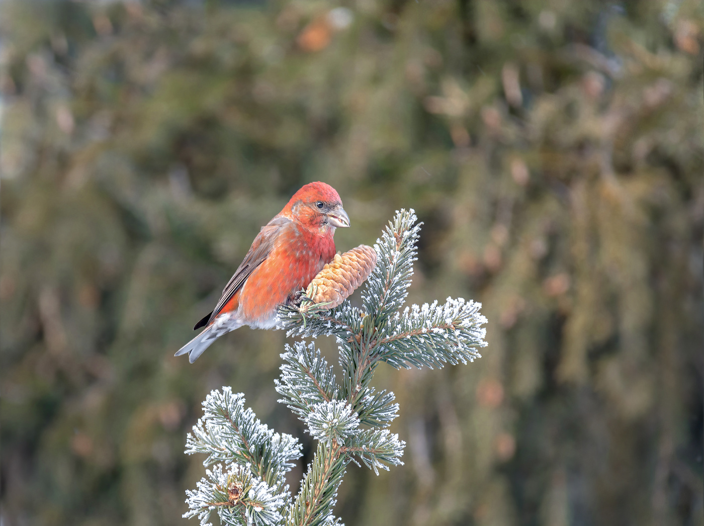 Fichtenkreuzschnabel