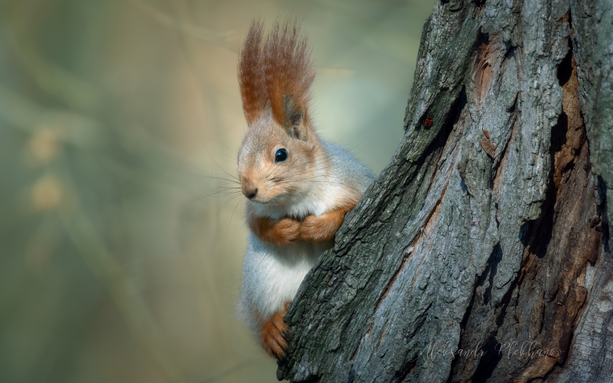 Portrait von Proteinen