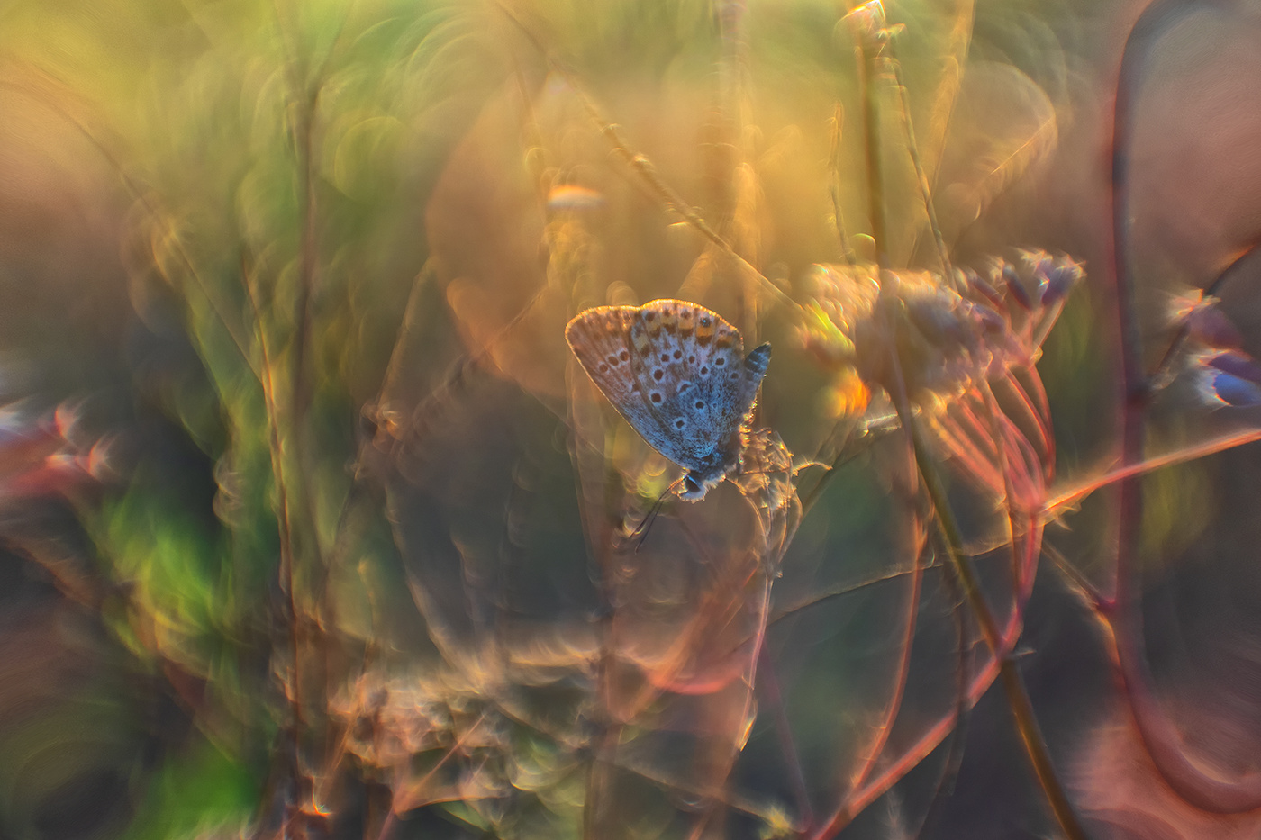 Über ein Schmetterling