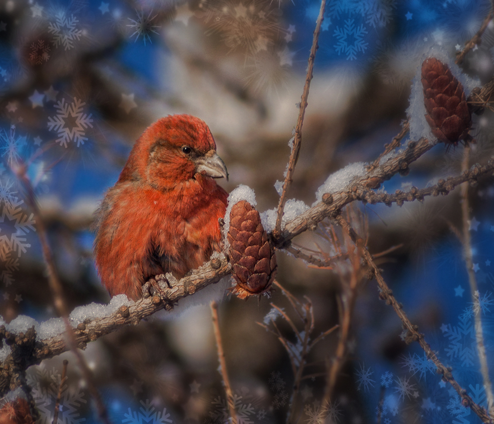 Glückliches Neues Jahr!