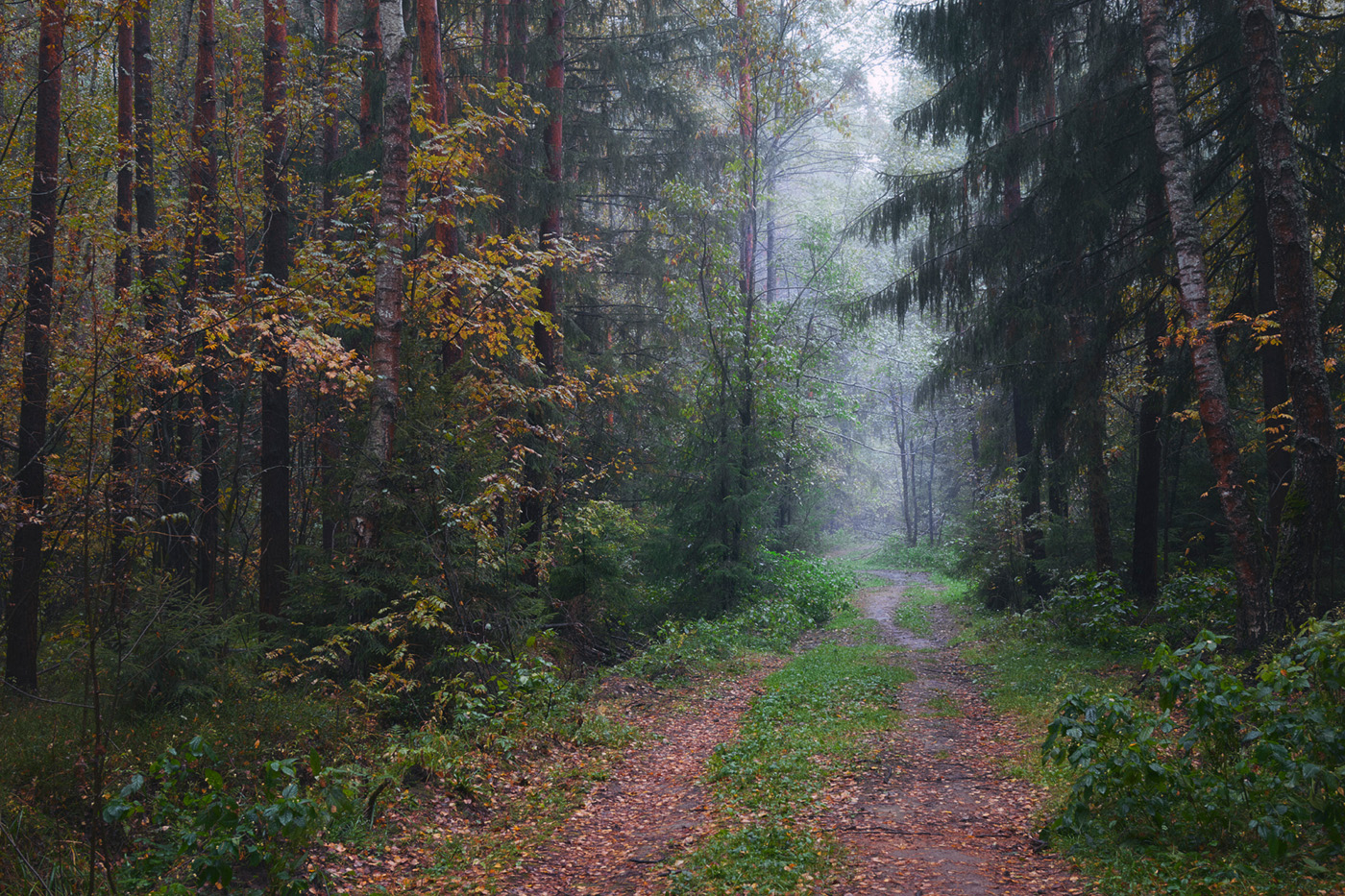 in den herbstlichen Wald
