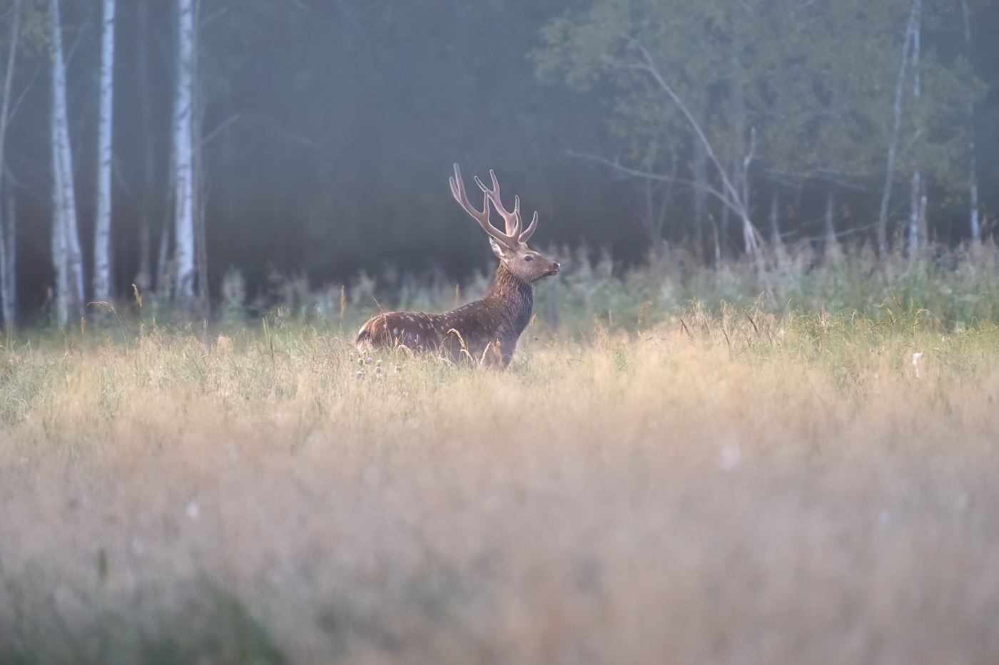 Am Morgen des Waldes