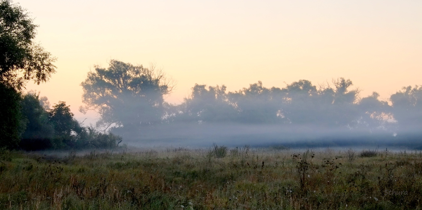 Nebel in der Morgendämmerung.