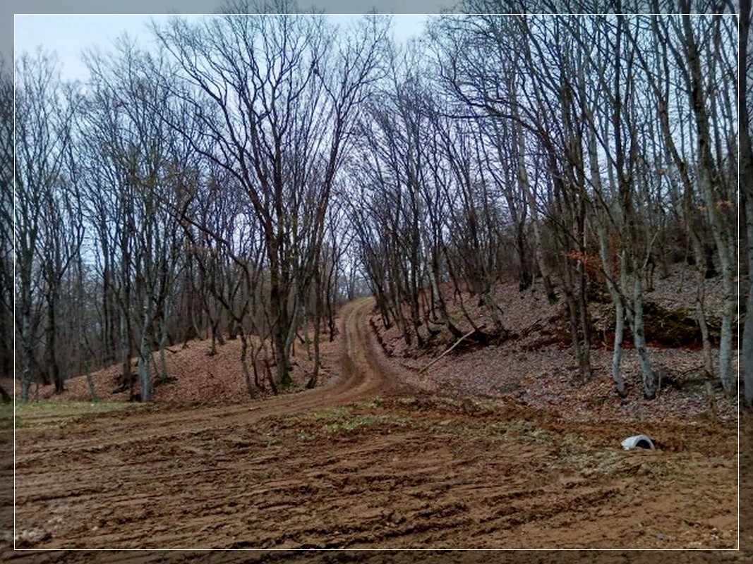 in den herbstlichen Wald