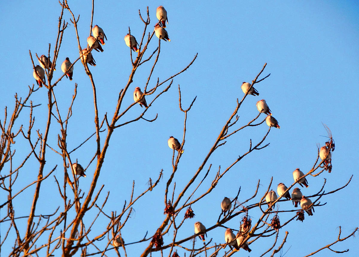 Seidenschwänze flogen