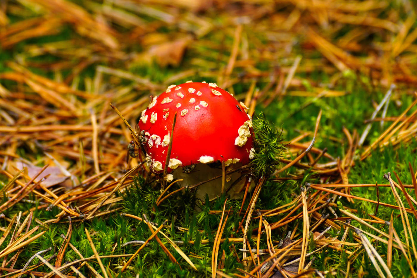 Fliegen-Blätterpilz