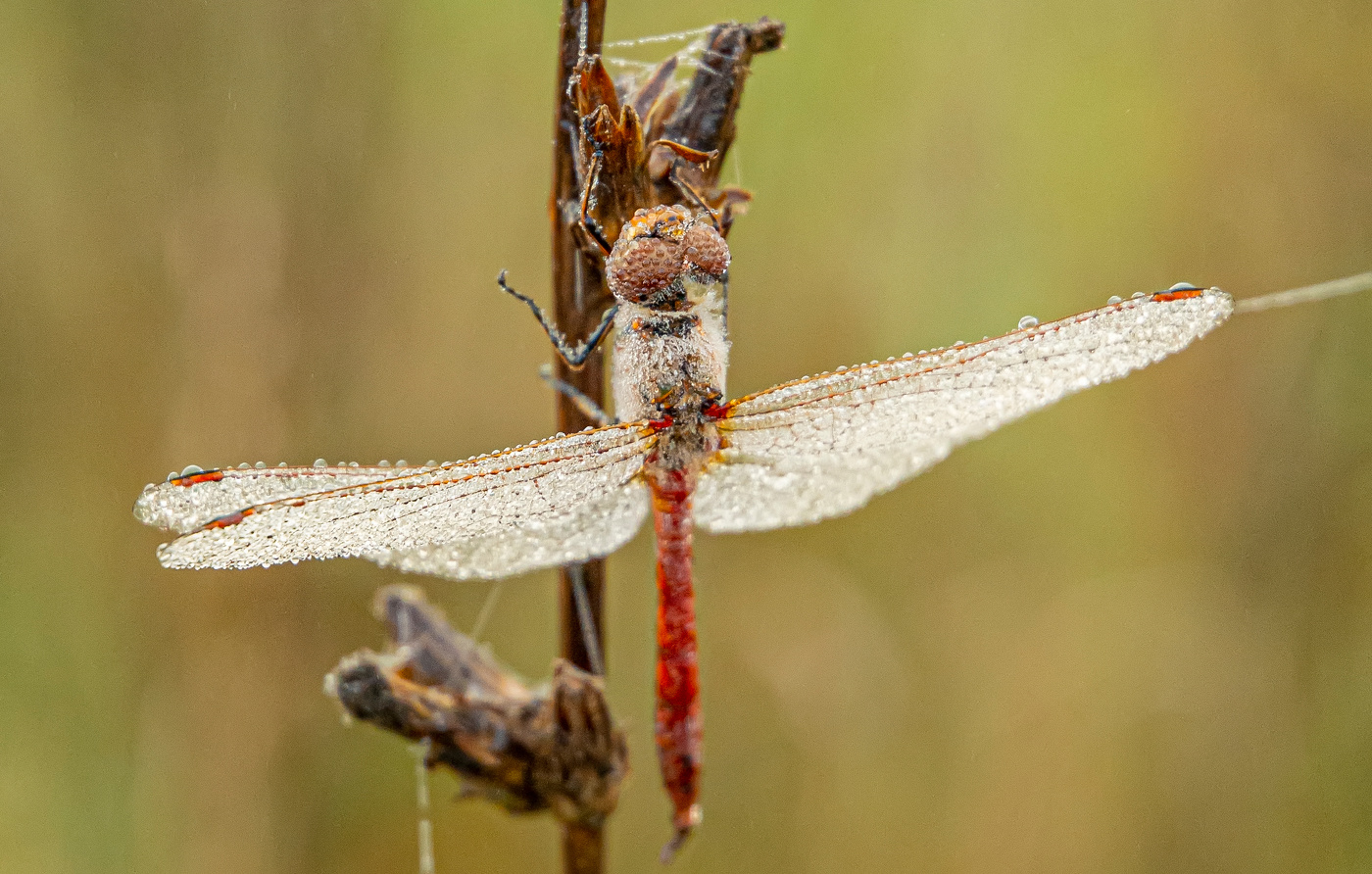 Morgen an der Küste