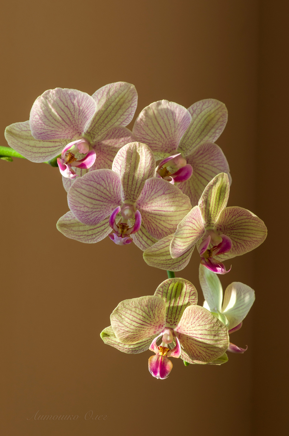 Phalaenopsis.