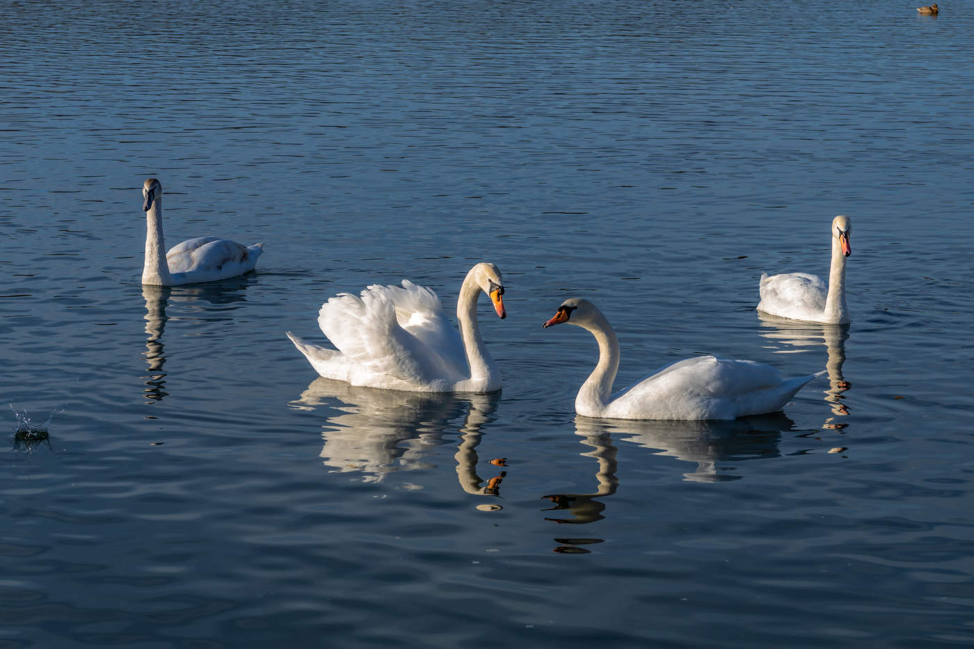 Swans