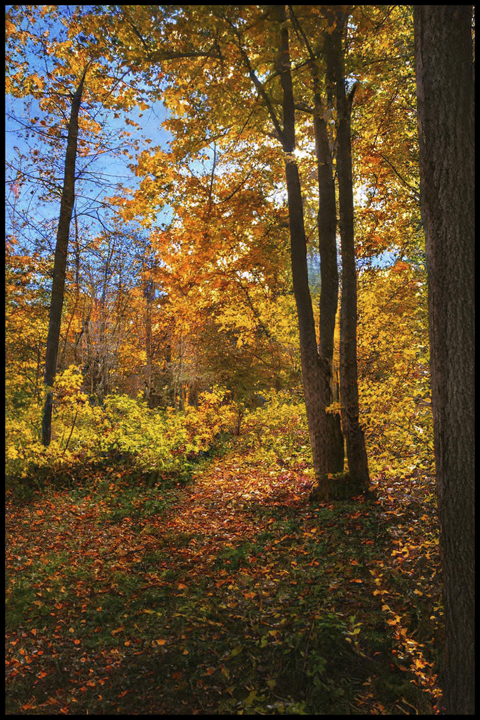 in den herbstlichen Wald