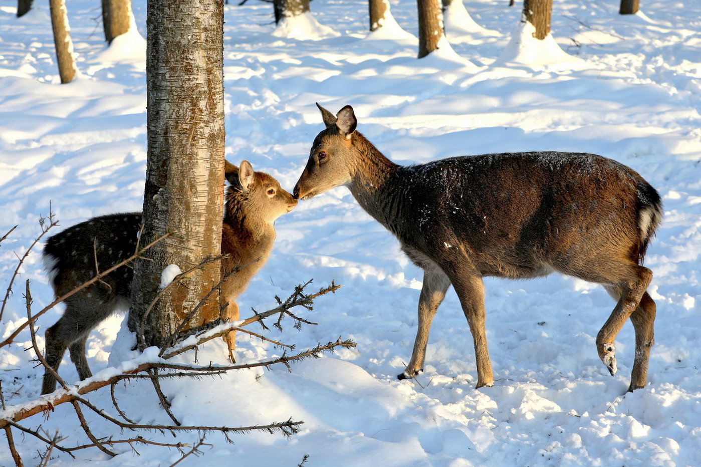 Zärtlichkeit der Natur
