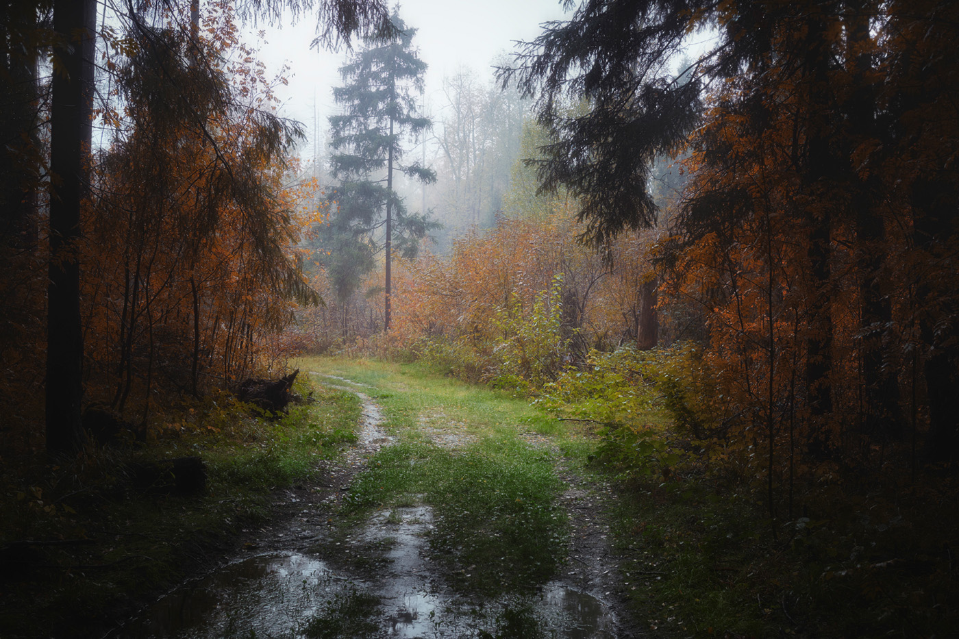 in den herbstlichen Wald
