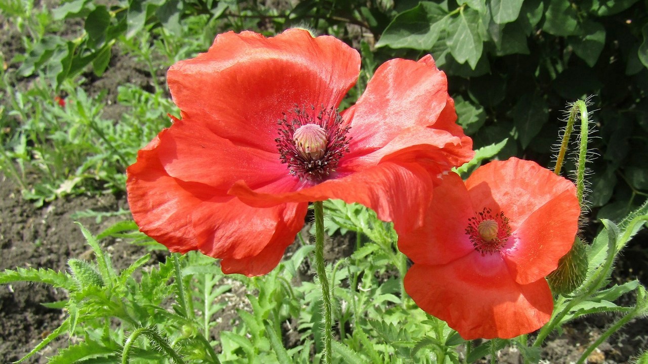 Mohn
