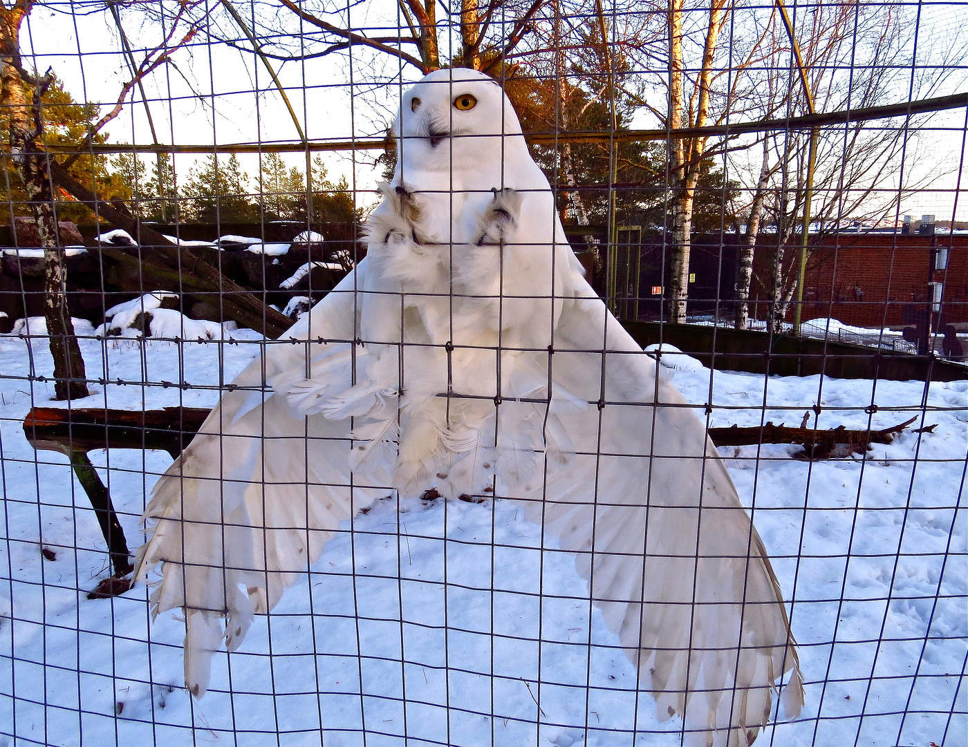 In der Gefangenschaft ...