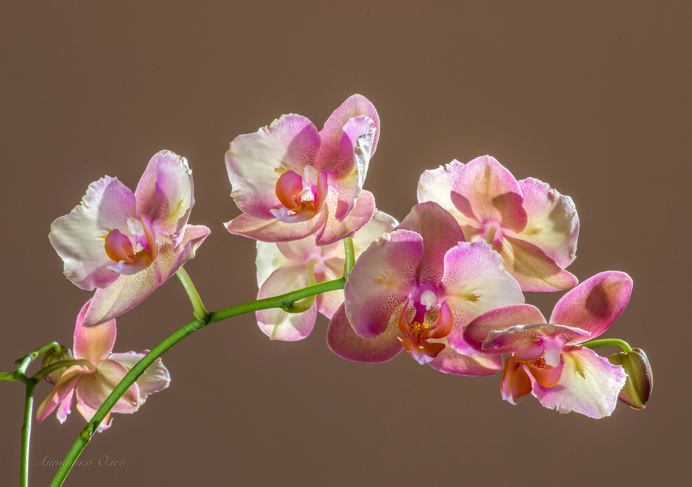 Phalaenopsis.