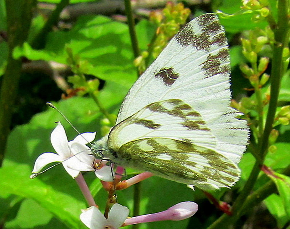 Newborn butterfly