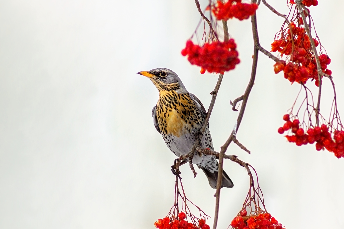 Thrush Wacholderdrossel