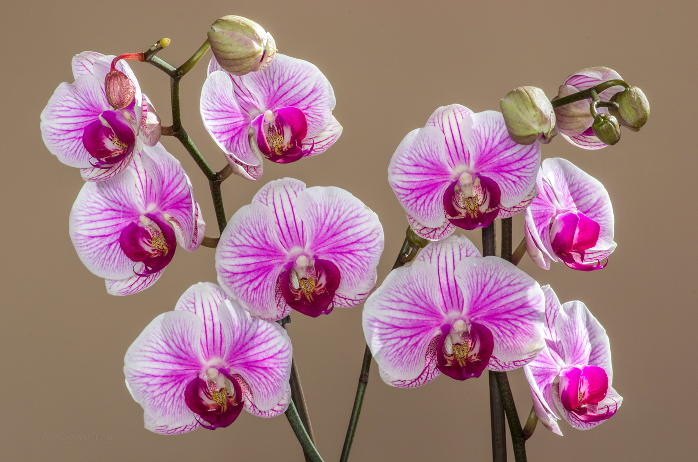 Phalaenopsis.