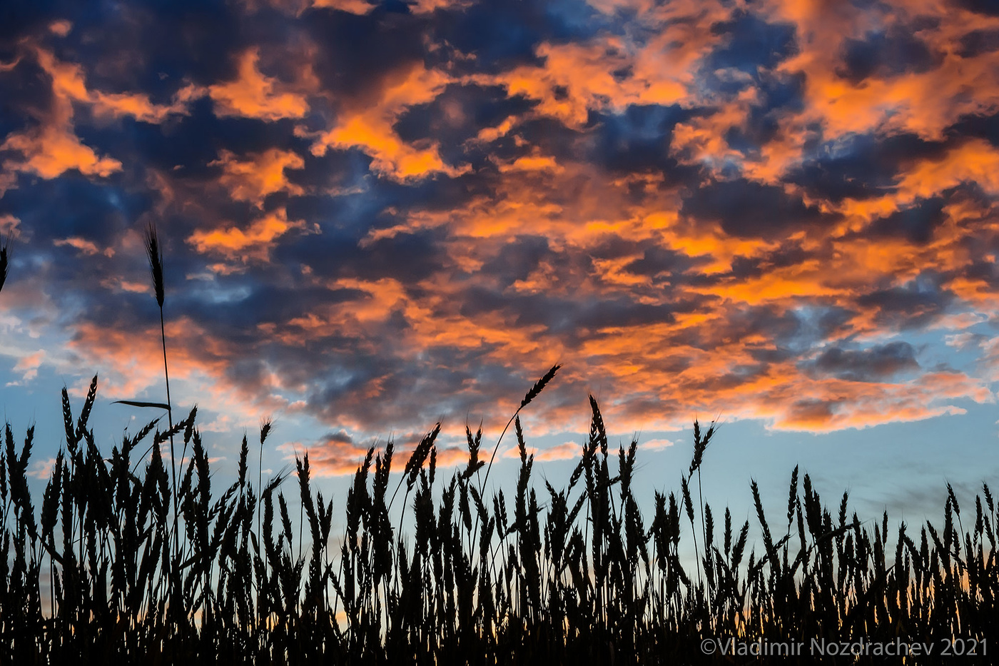 The Catcher in the Rye