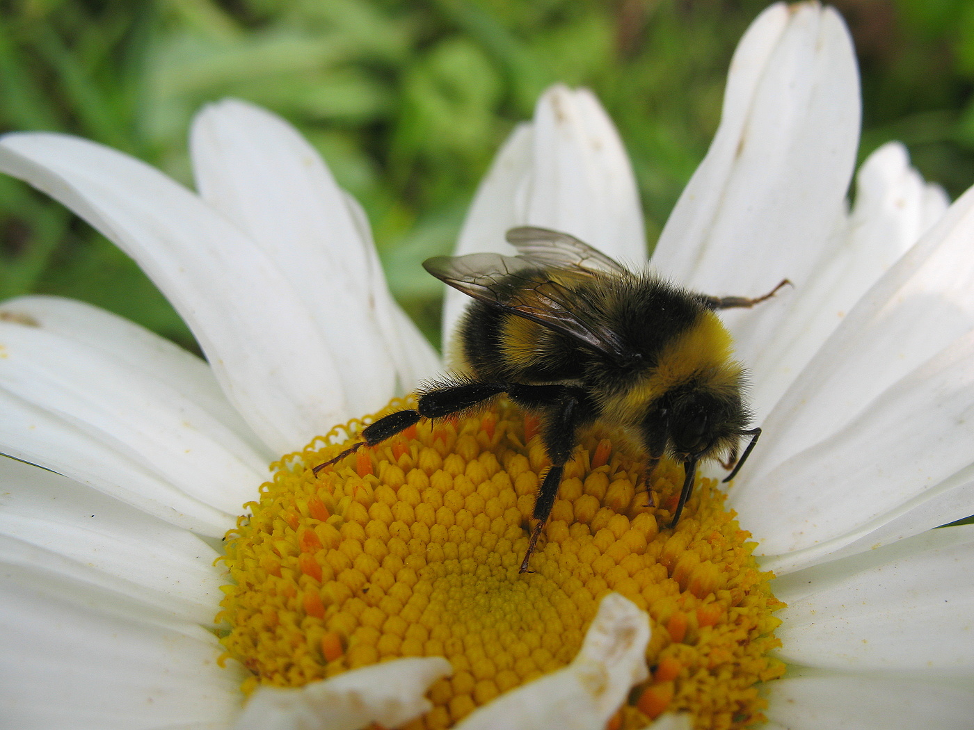 Shaggy bumblebee