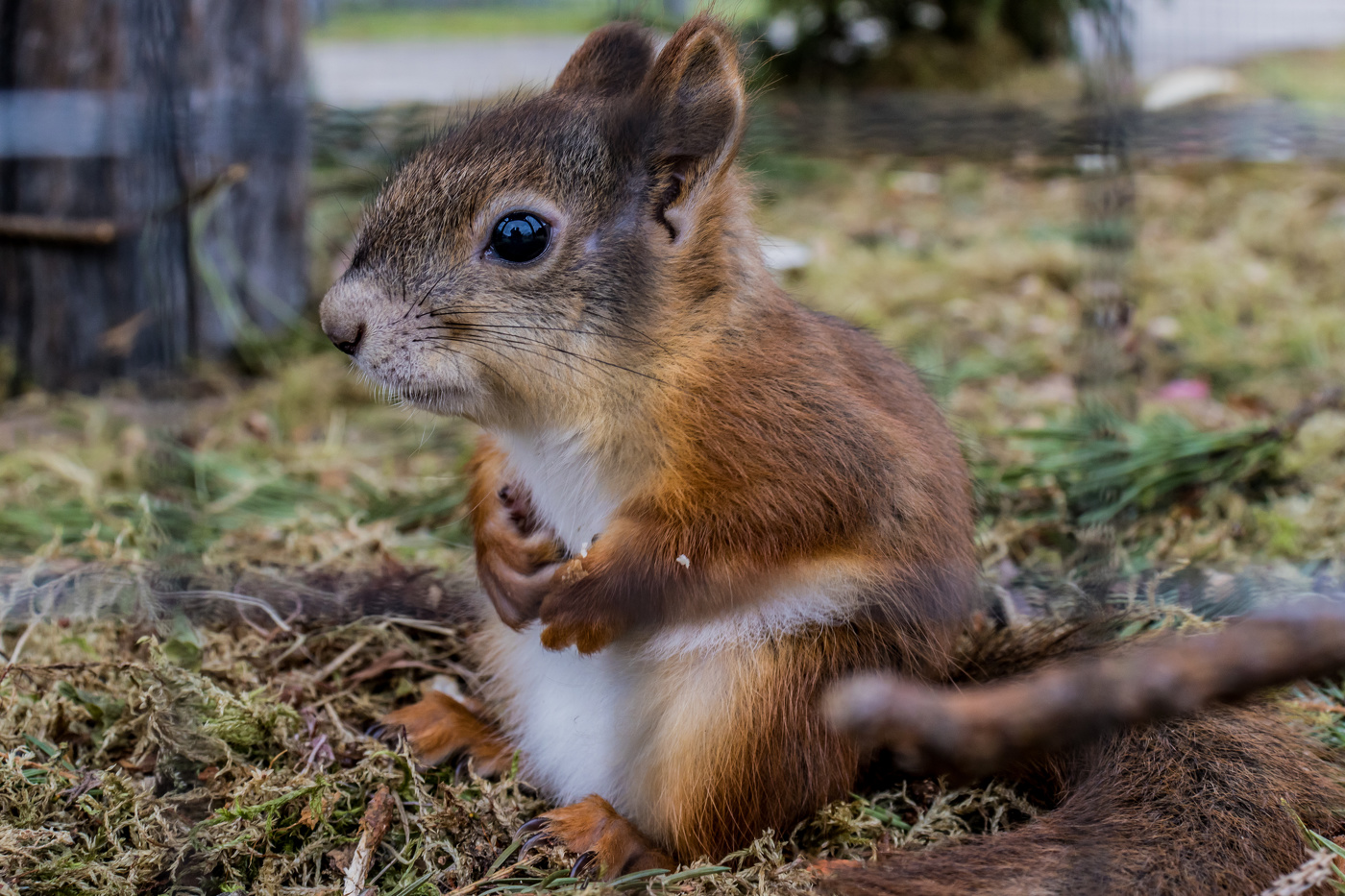 Ich sitze hinter Gittern ...