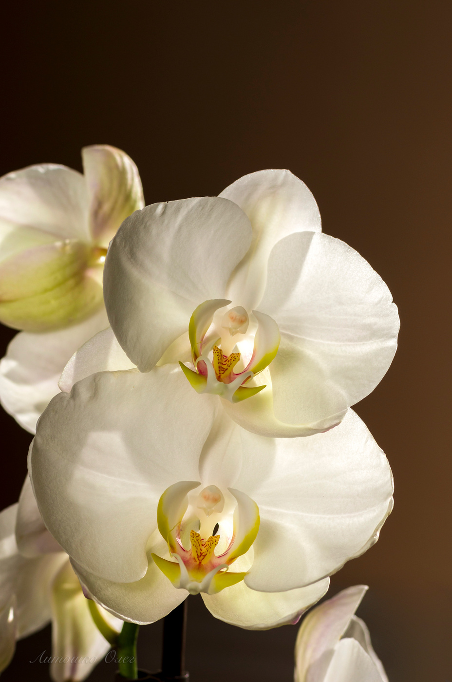 Phalaenopsis.