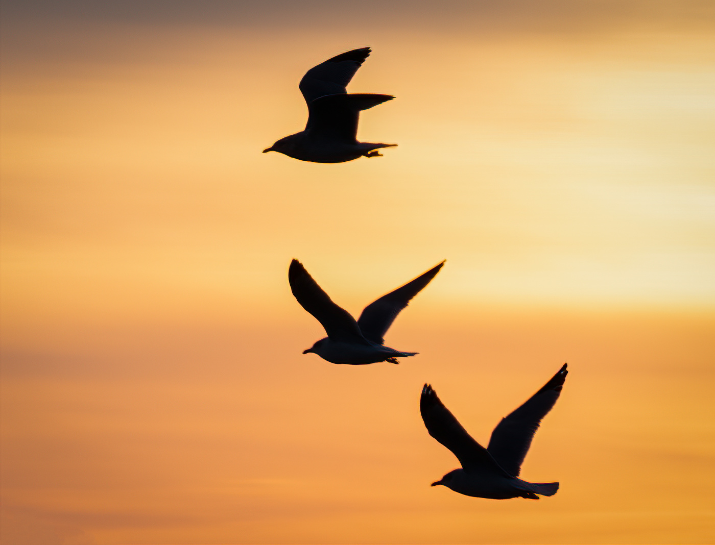 Seagull Trio