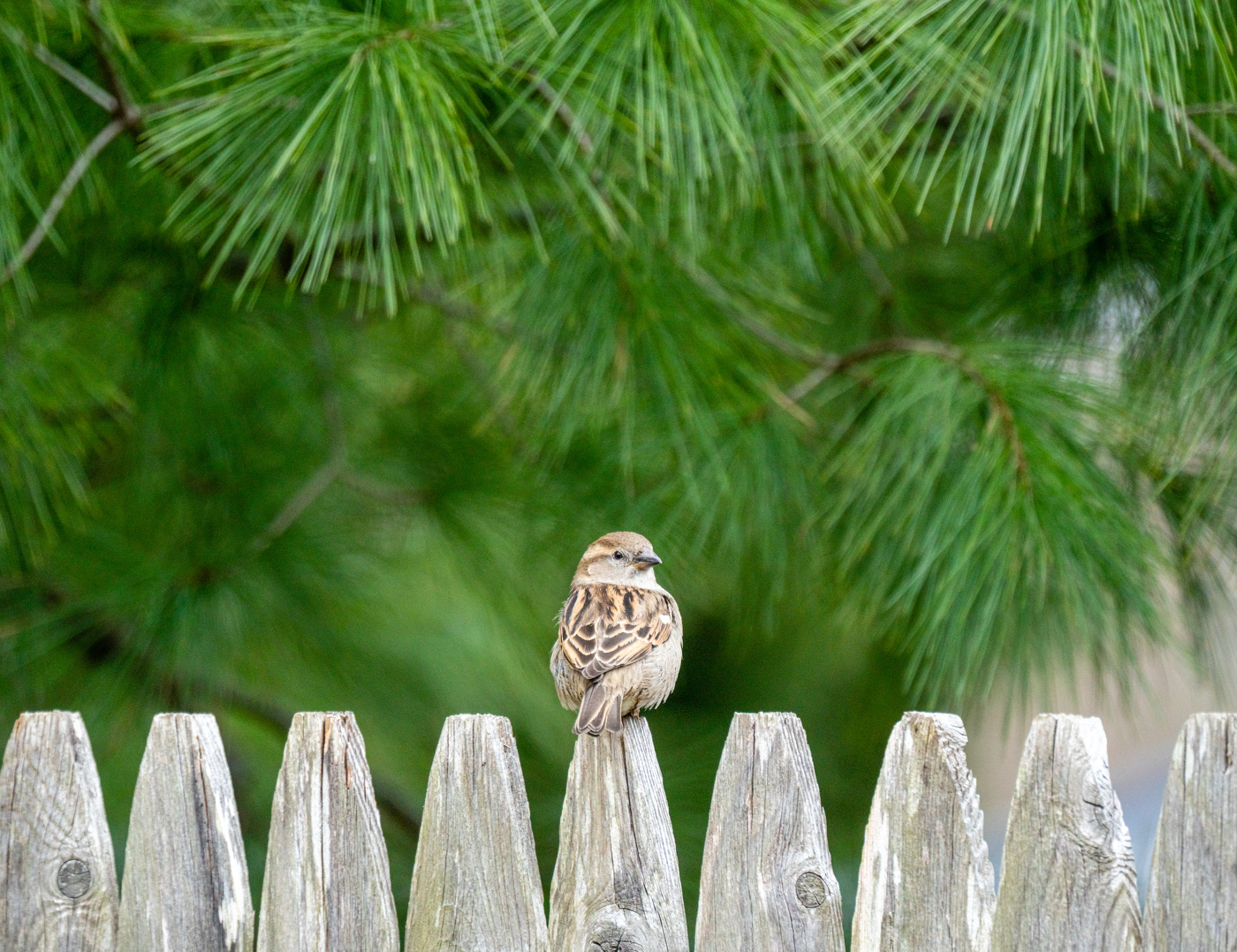 lil birdie on a fence