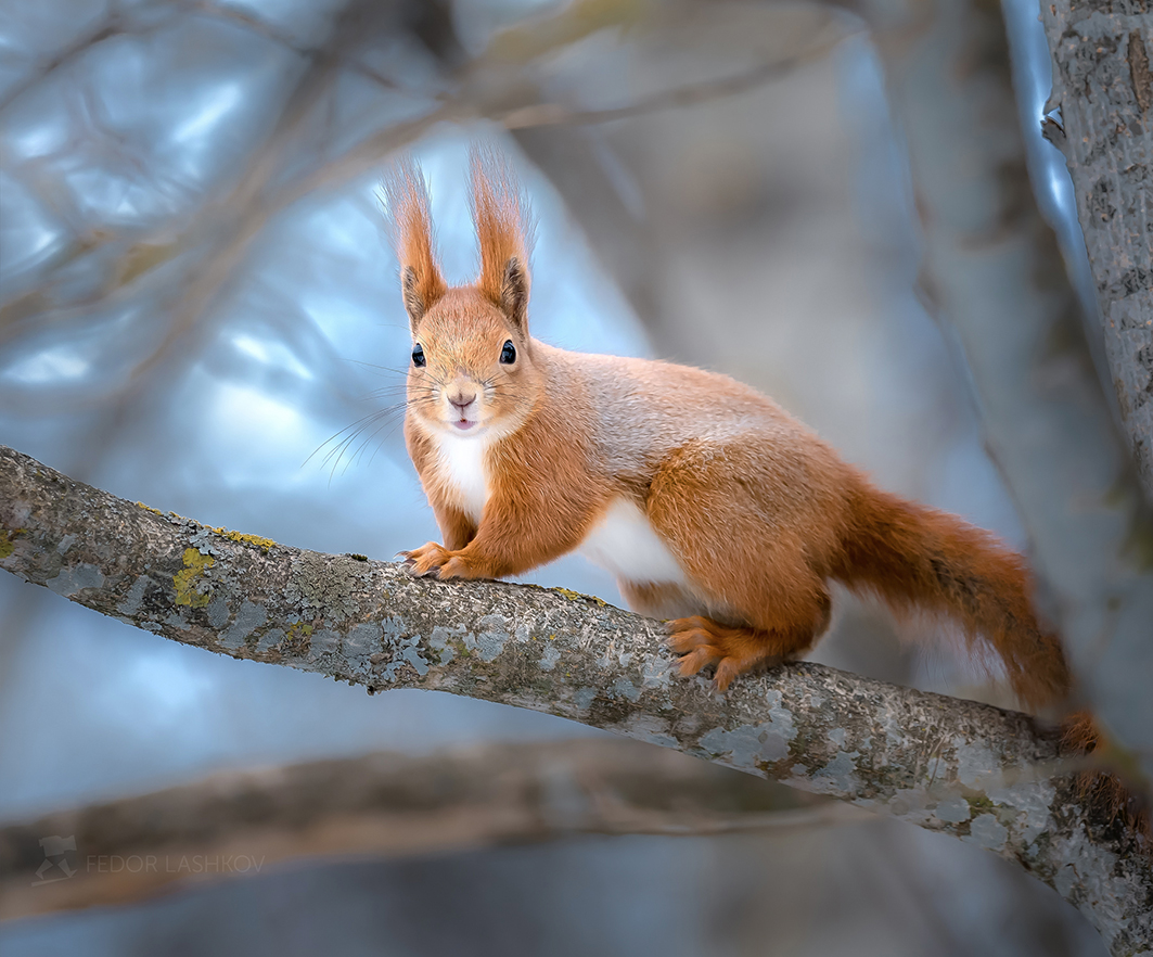 So groß ist wie das Leben