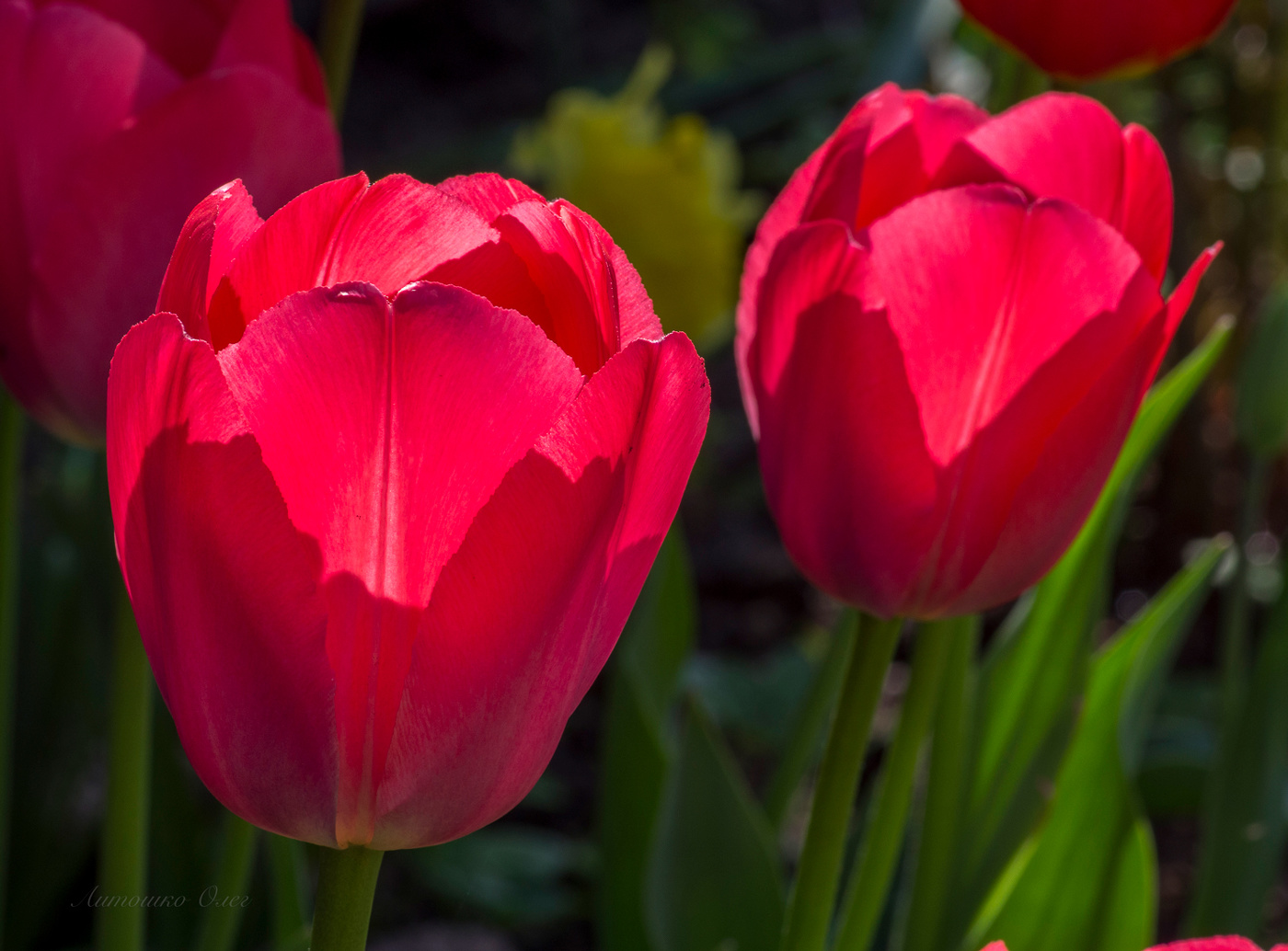 Tulpen.