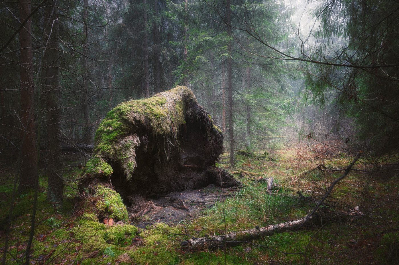 in den herbstlichen Wald