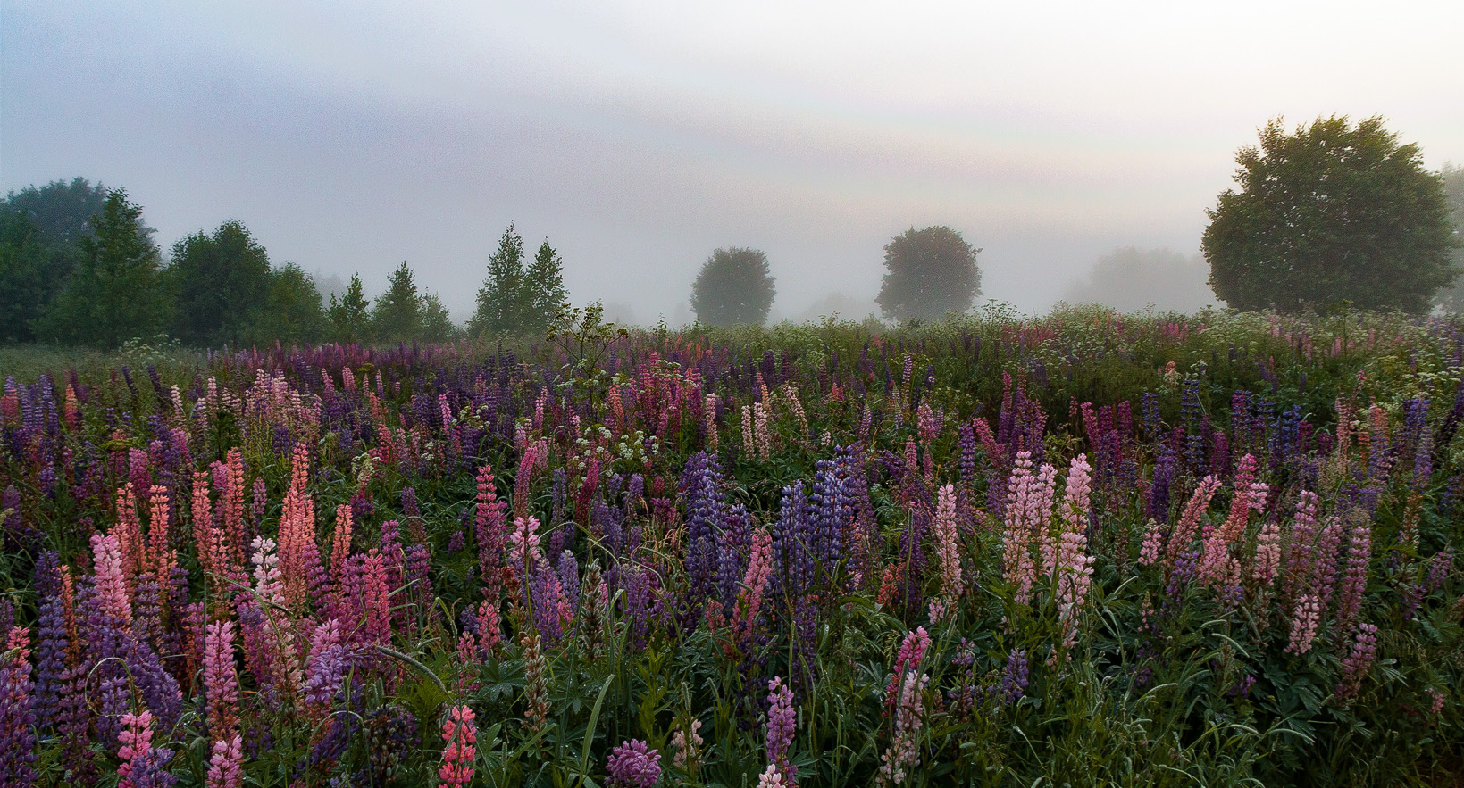ल्यूपिन मिस्टी मॉर्निंग