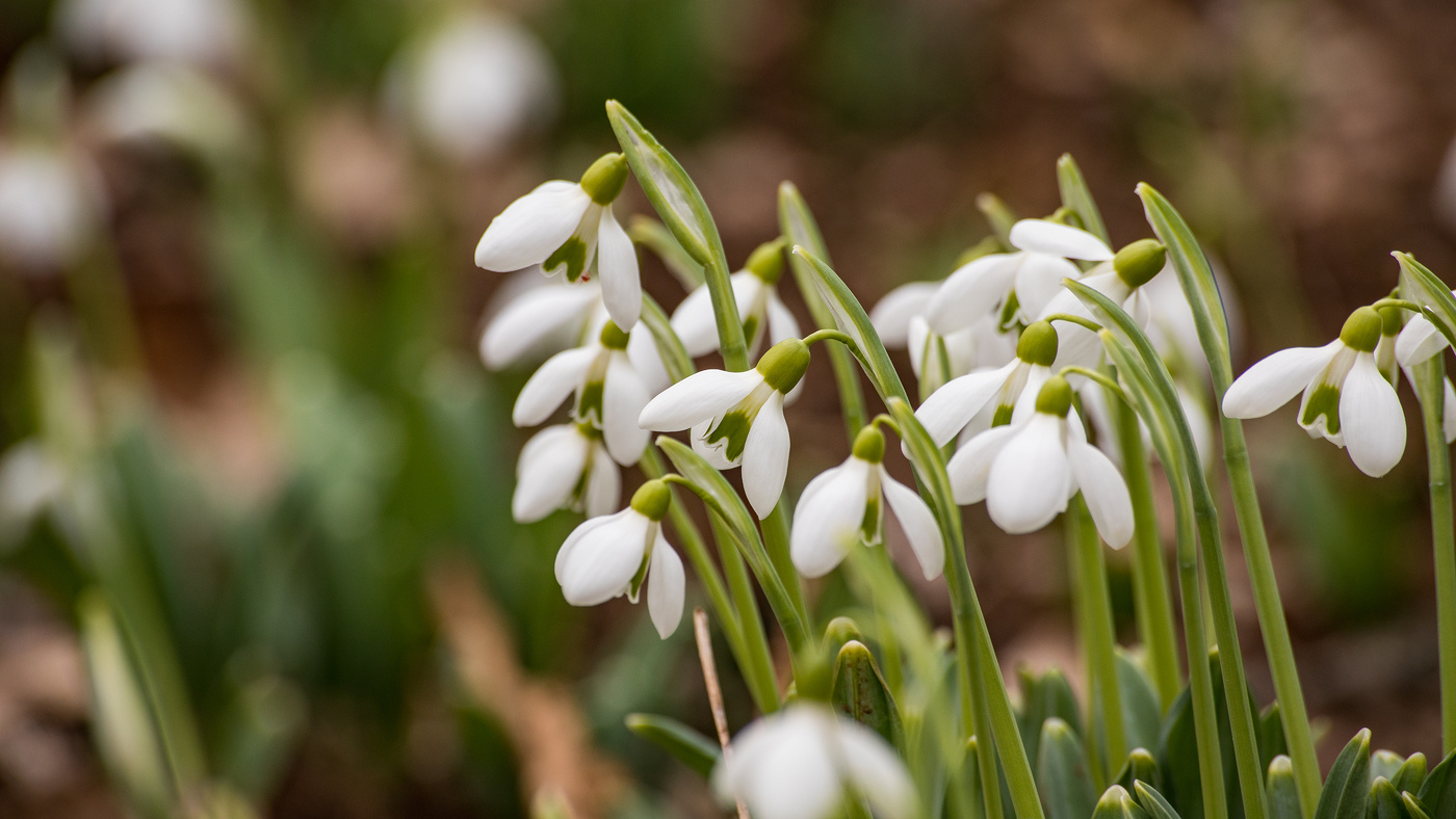 Schneeglöckchen