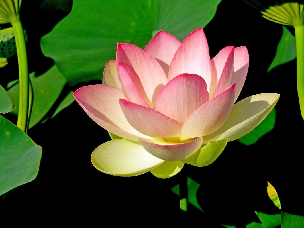Lotus