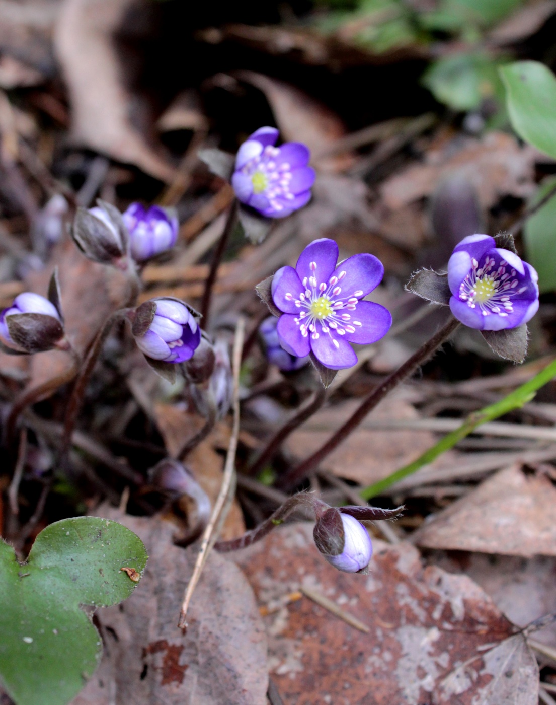 Zärtlichkeit der Natur