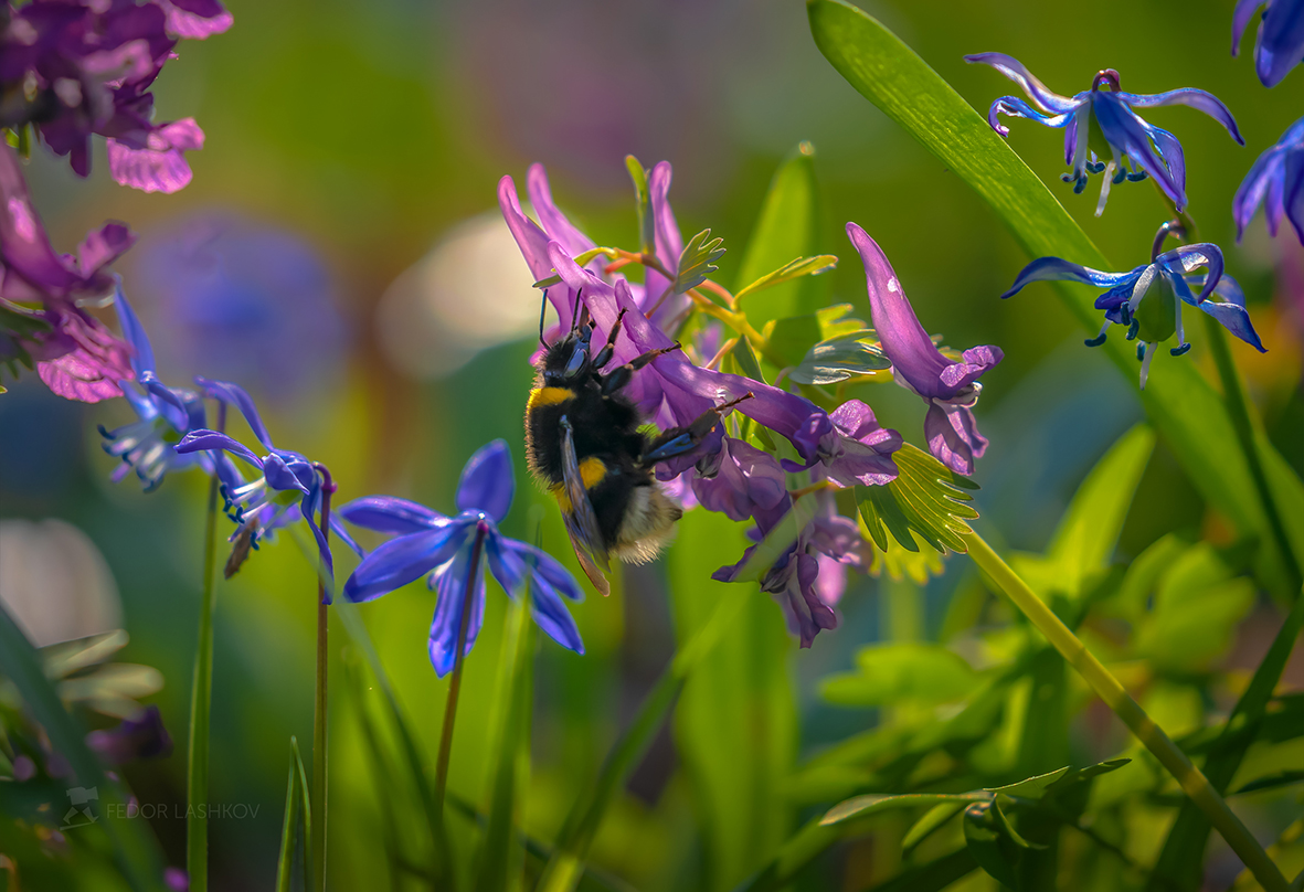 Hummel auf einer Blume