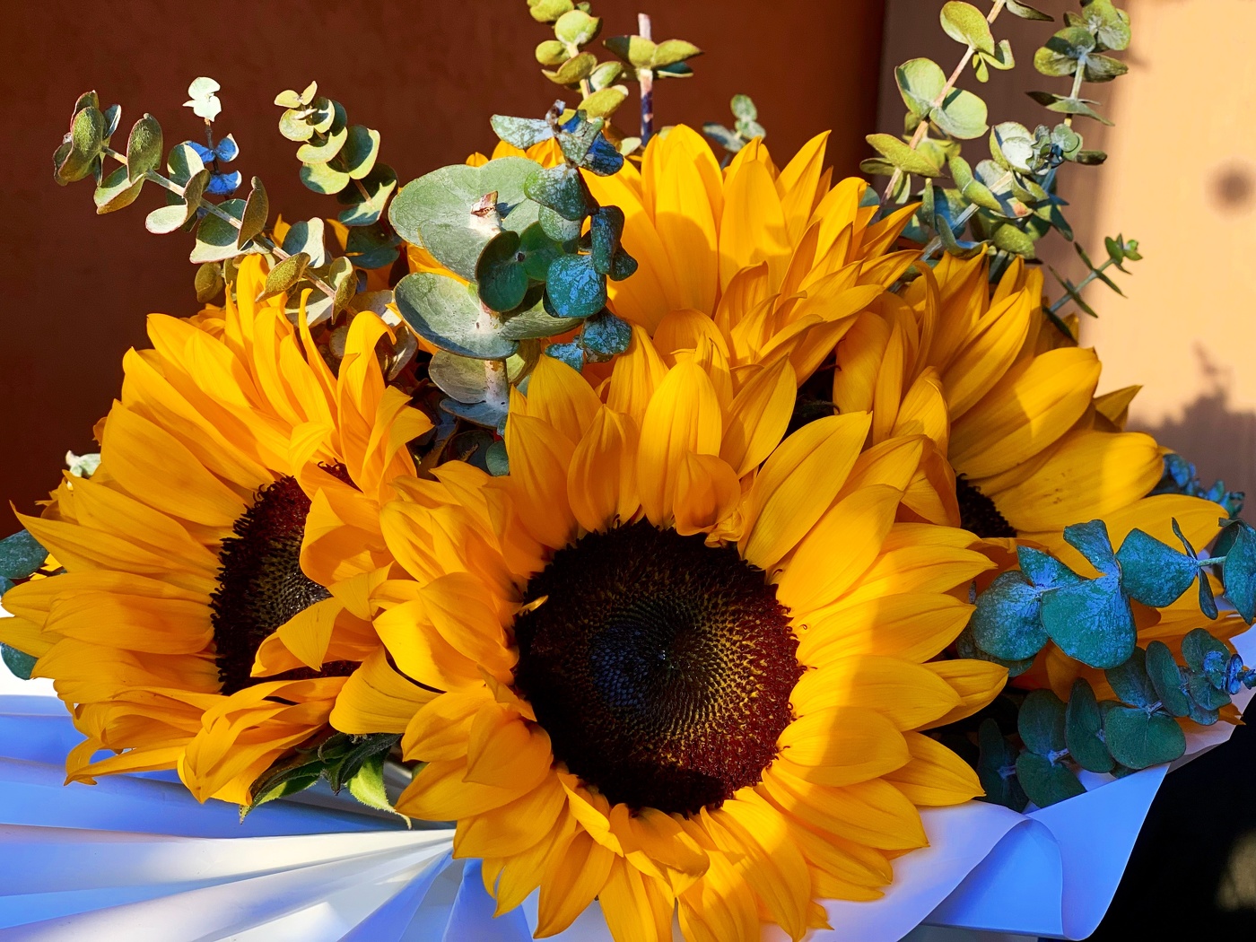 Sonnenblumen