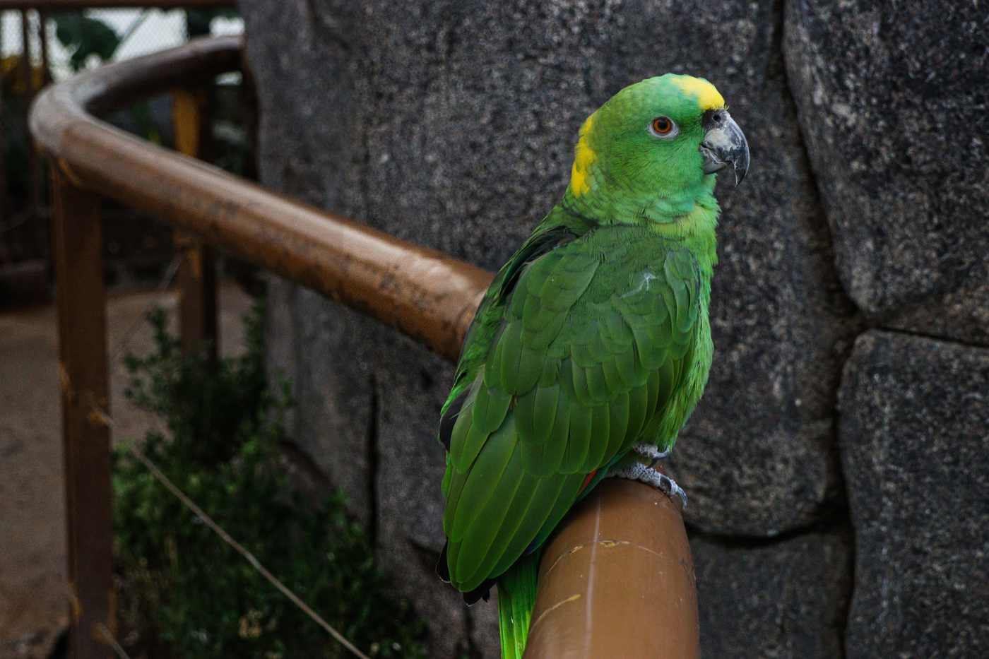 Parrot in Mexico City