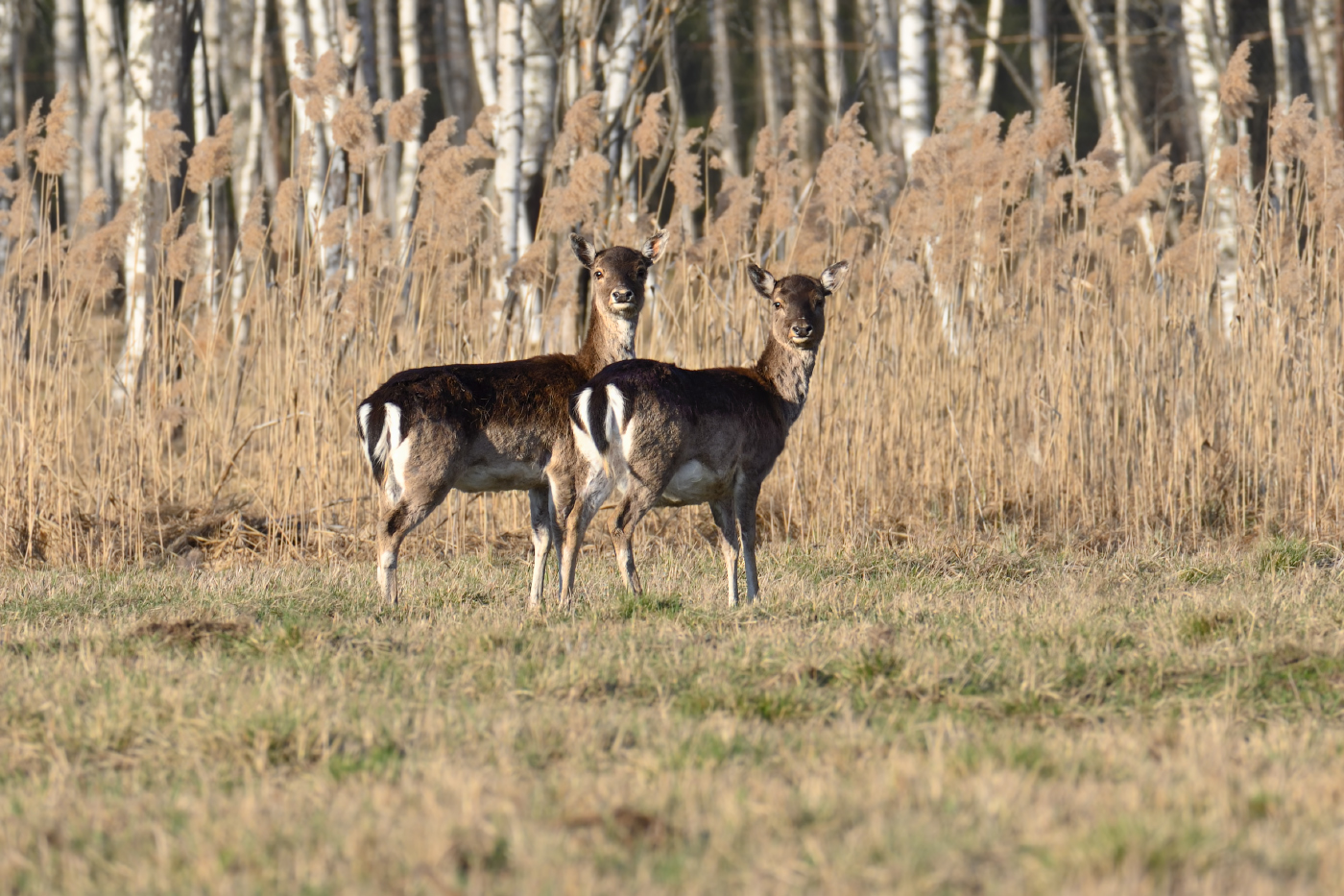 Im Frühjahr Wald