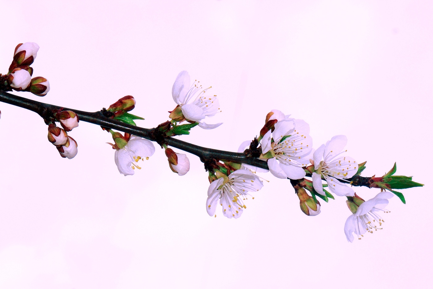 Zärtlichkeit der Natur