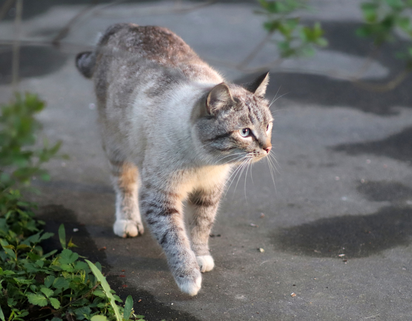Gehen Sie bei Sonnenuntergang