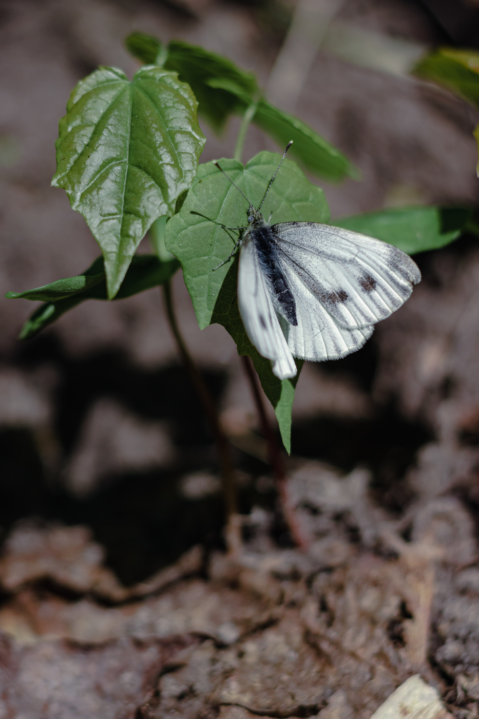 Schmetterling