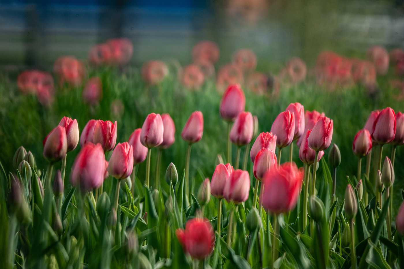 Tulips
