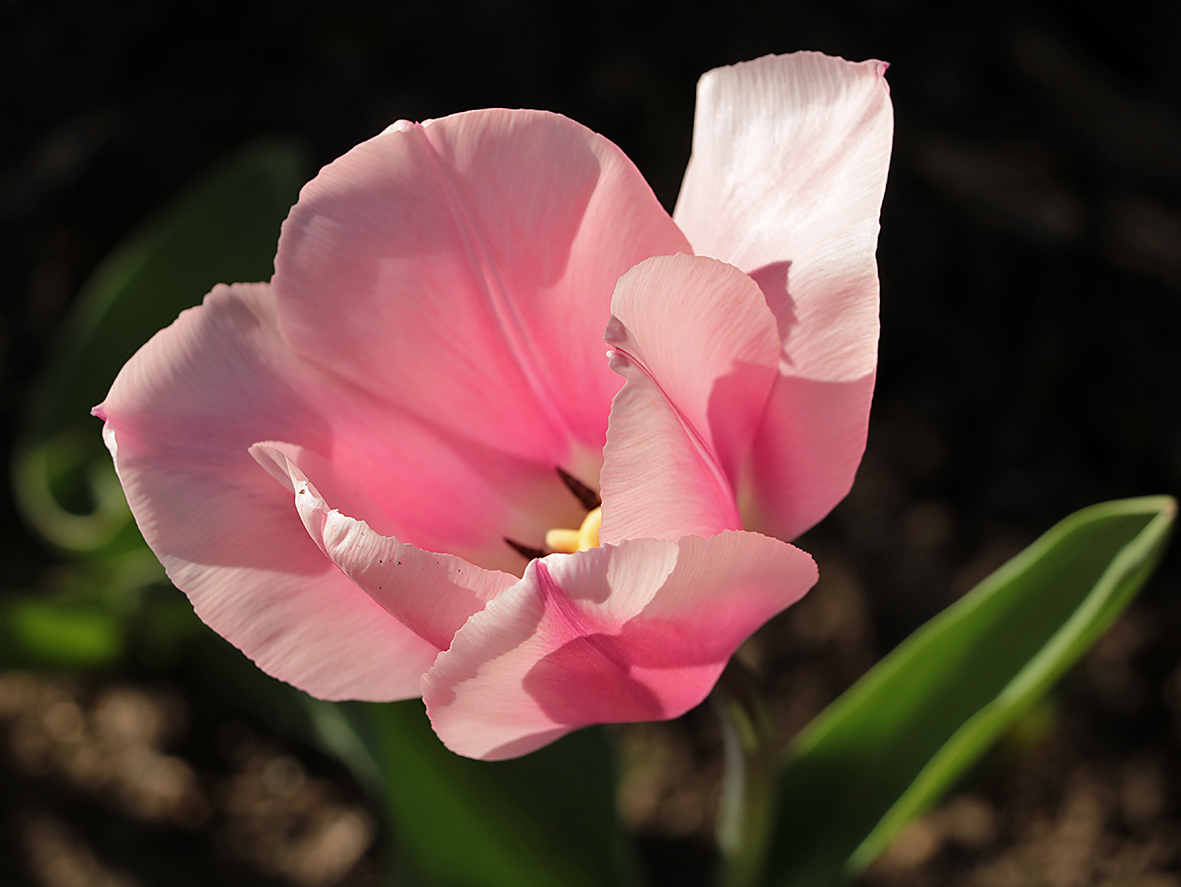 Die Zärtlichkeit des Frühlings