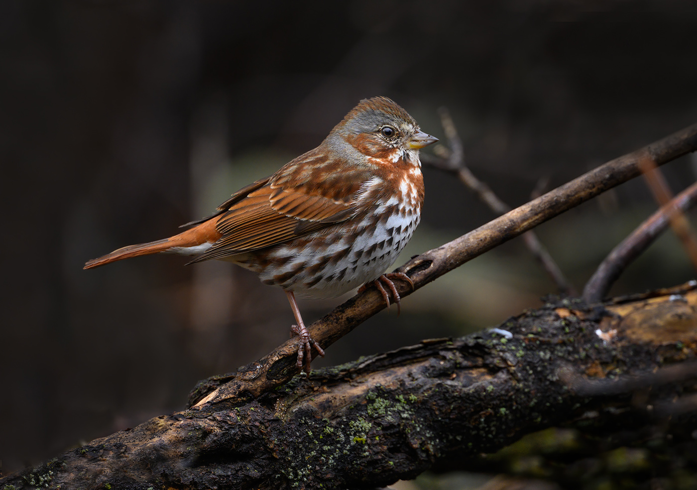 Fox sparrow