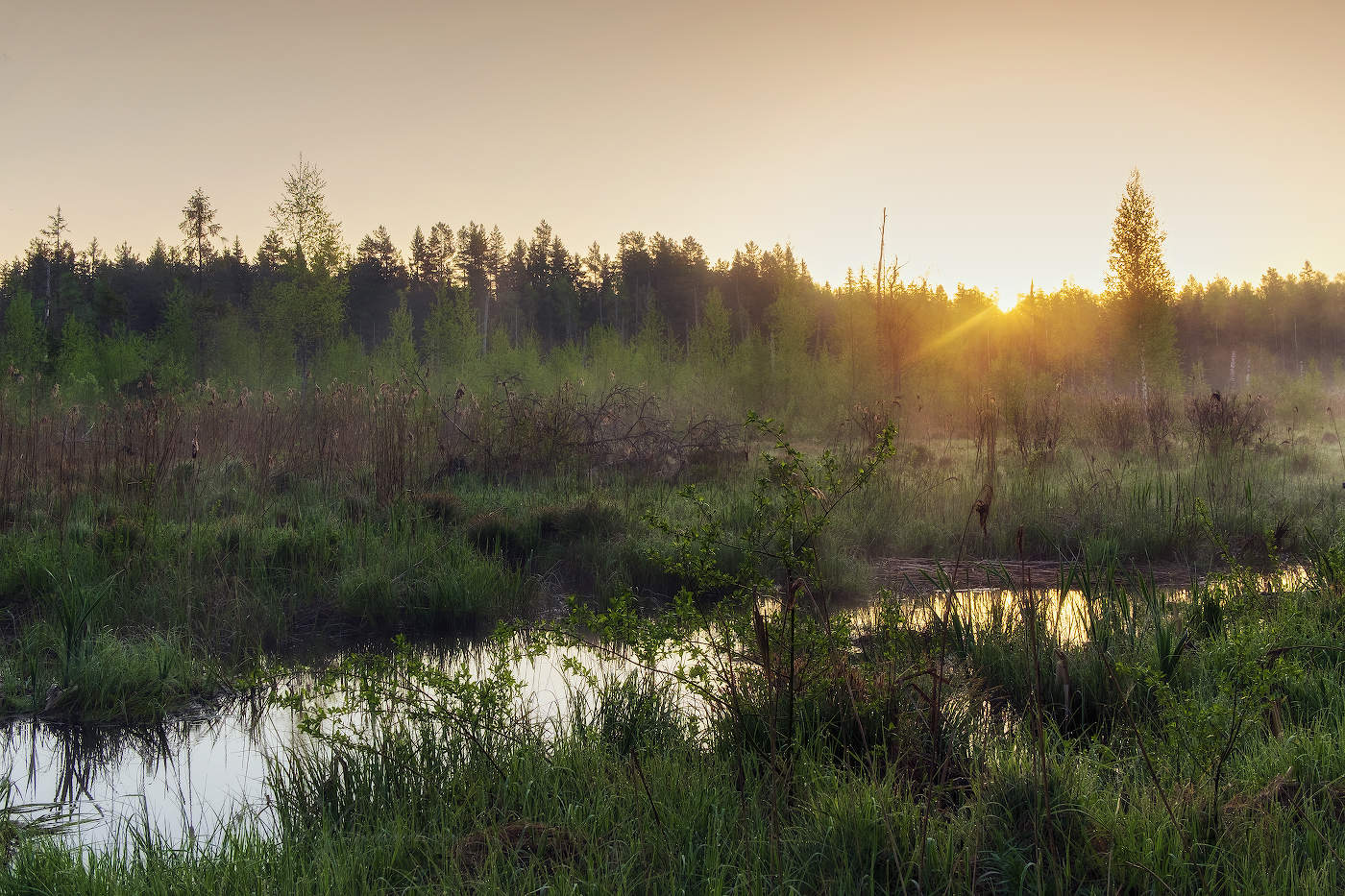 Dämmerung auf dem Sumpf