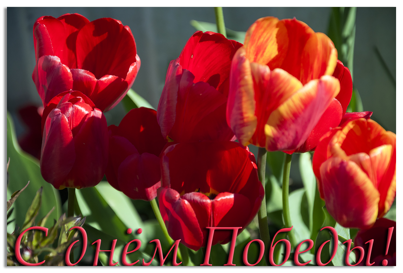 Glückliche Tag des Sieges!