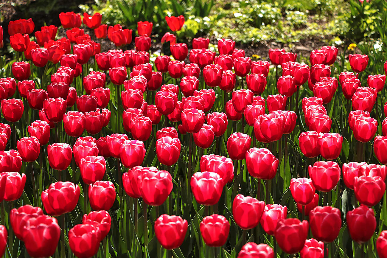 Glückliche Tag des Sieges!