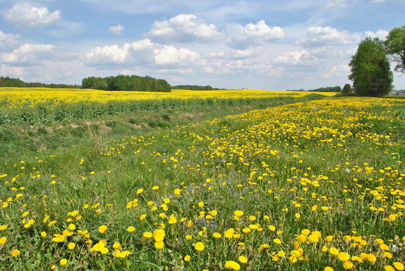 Blühende Frühlings