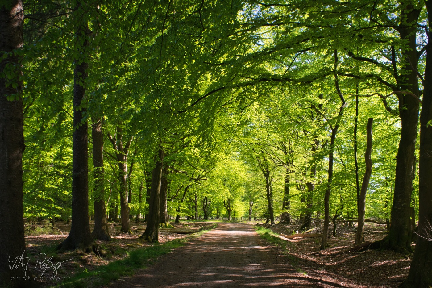 Wald im Frühling